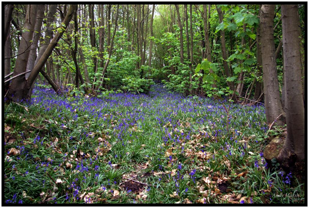Bluebells