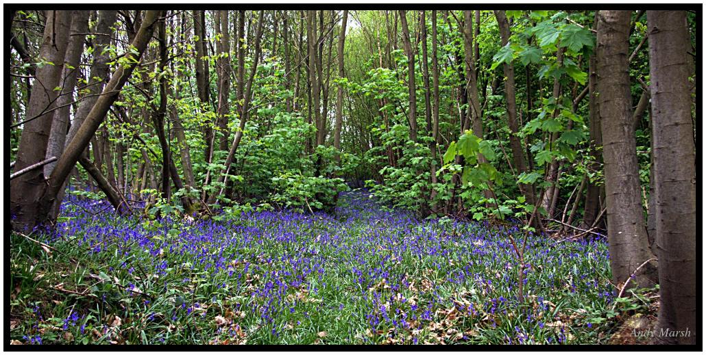 Woodland flowers cropped and sharpened