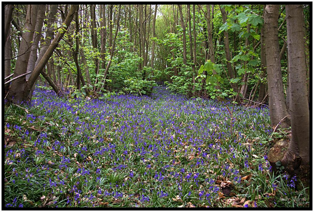 Original crop with cloned in flowers